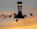 wason hummingbirds