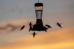 wason hummingbirds