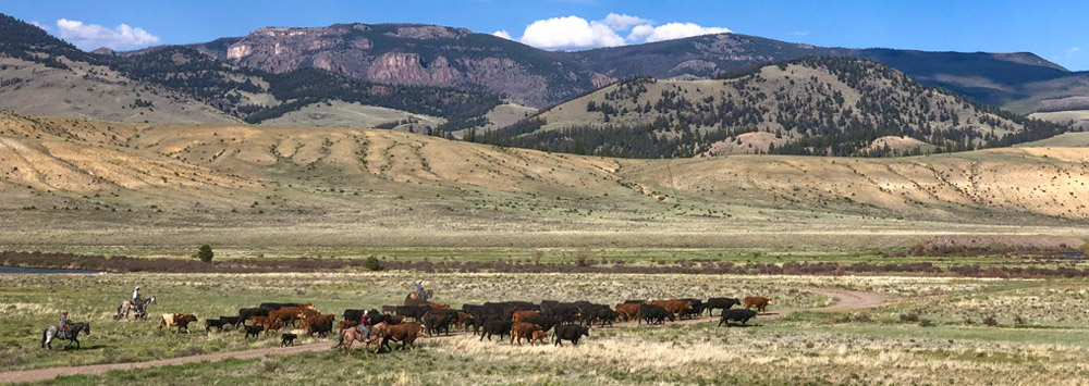 wason ranch cowboys